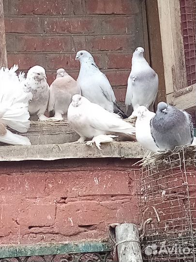 Голуби