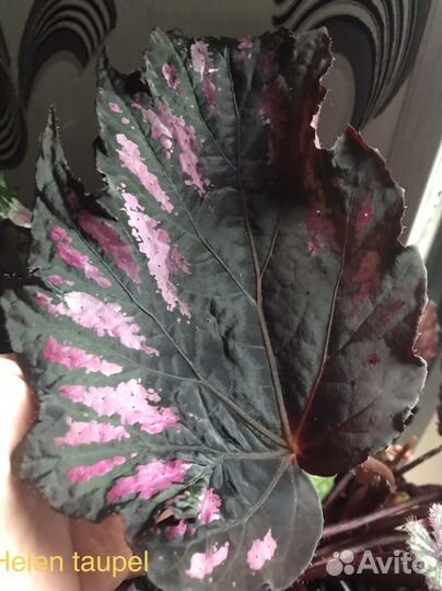 Бегония королевская