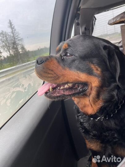 Доставка животных, зоотакси, перевозка животных