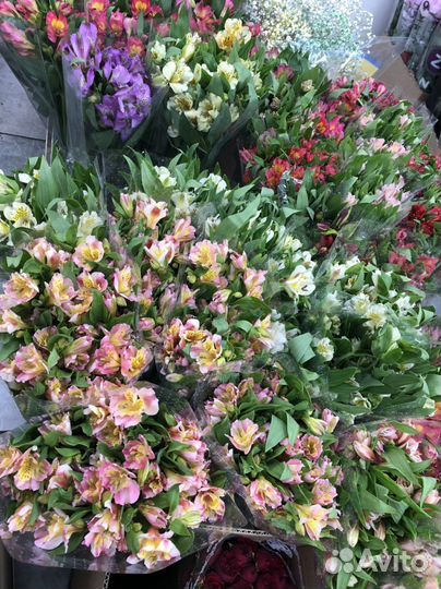 Альстромерия