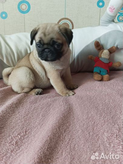 Щенки мопса