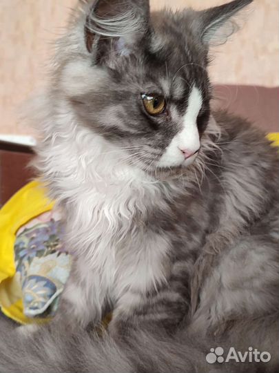 Котята мейн-кун