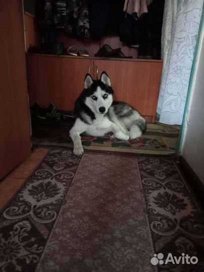 Сибирский хаски вязка