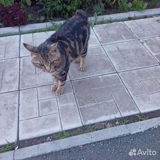 Ищем кошку для вязки