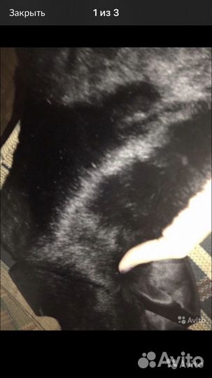 Меховая горжетка