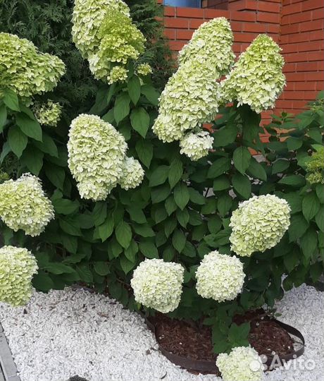 Гортензия метельчатая