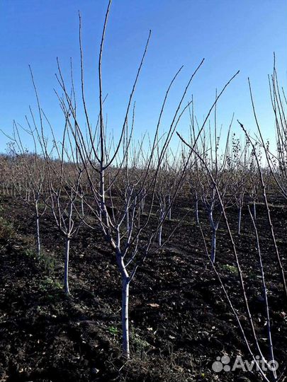Саженцы груши для Сибири 2-5лет