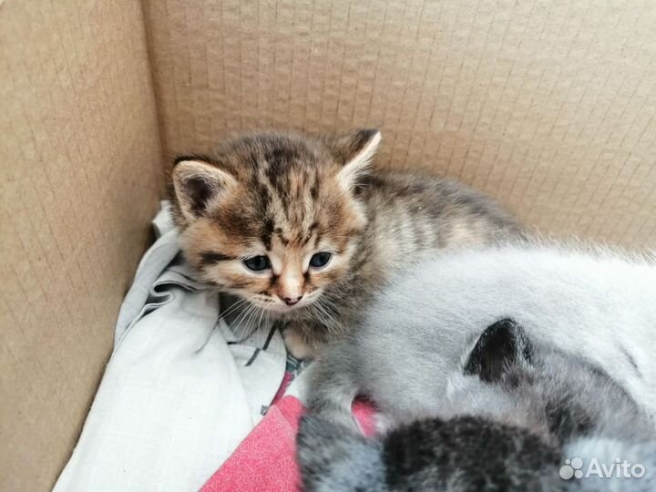 Котята в добрые руки