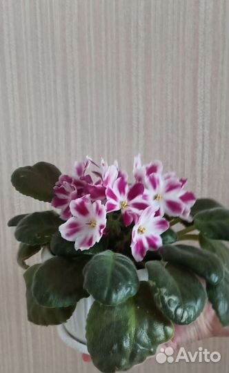 Фиалка сортовая