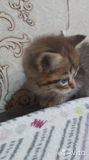 Отдам котёнка