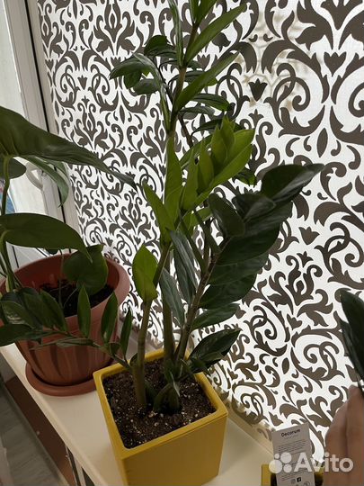 Замиокулькас