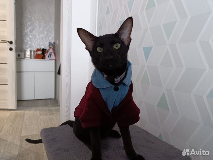 Ориентальный кот