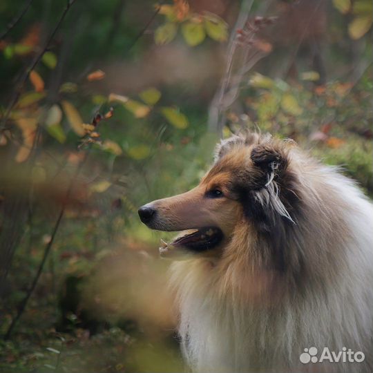 Фотограф-анималист