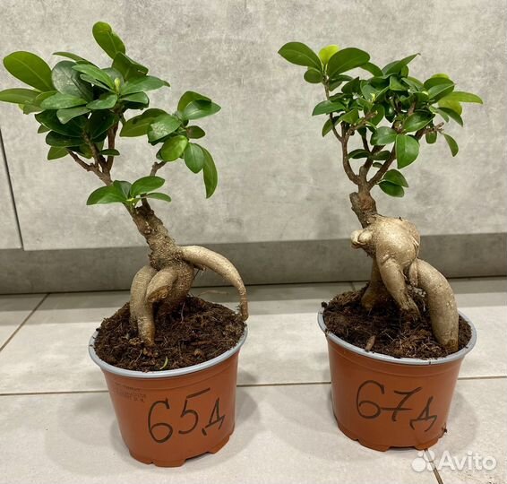 Фикус микрокарпа гинсенг