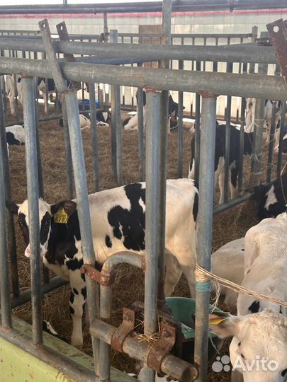 Поместные Абердины