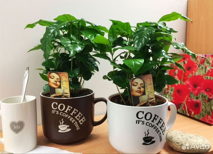 Кофе аравийский Арабика семена