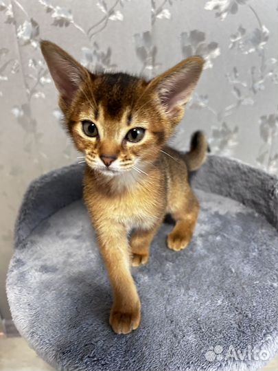 Абиссинская