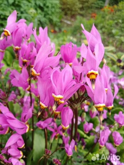 Додекатион, калужница махровая, флокс растопыреный