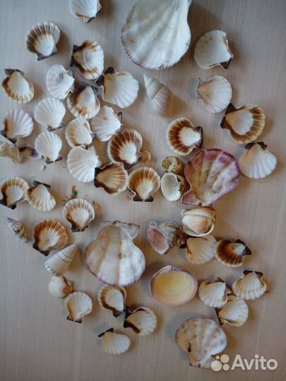 Ракушки