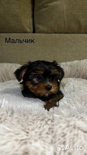 Йоркширский терьер