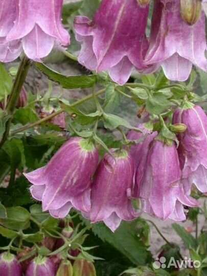 Садовые и домашние растения