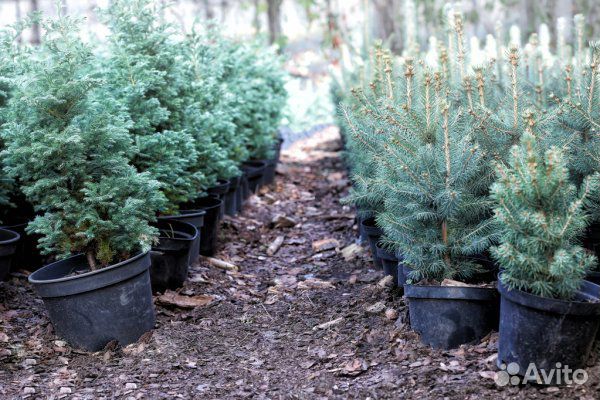 Сосна крымская, кипарис южнобережный