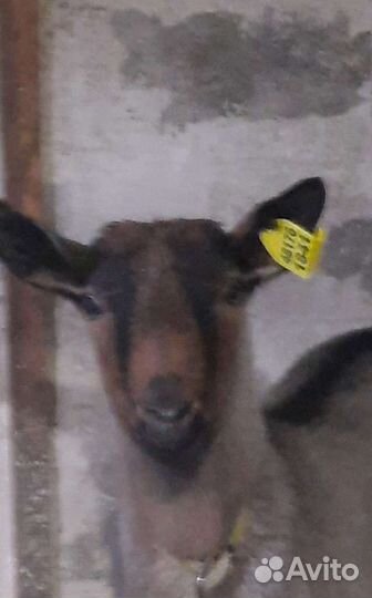 Козье молоко