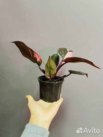 Филодендрон розовая принцесса