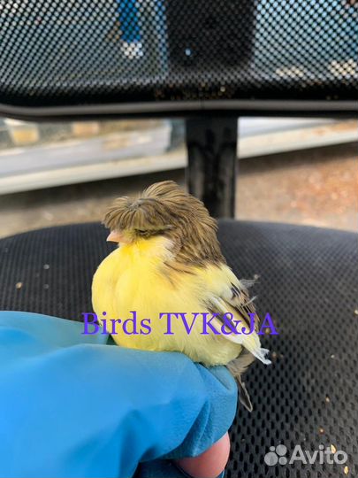 Кенара и канарейки глостеры