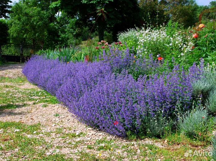 Котовник фассена