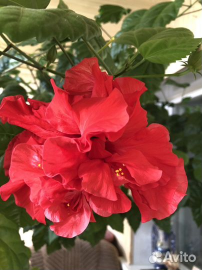 Гибискус красный махровый