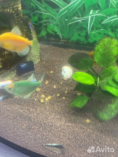 Улитки ампулярии