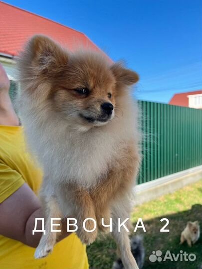 Щенки померанского шпица девочки