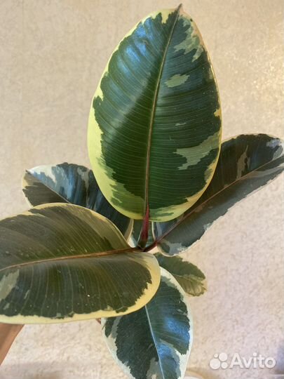 Фикус эластика Тинеке (Tineke)