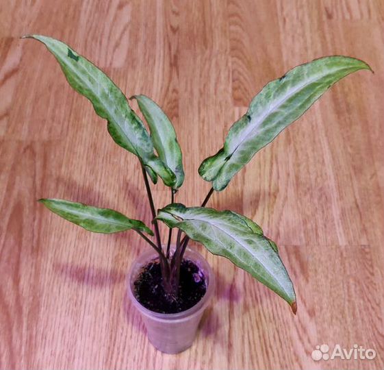 Сингониумы