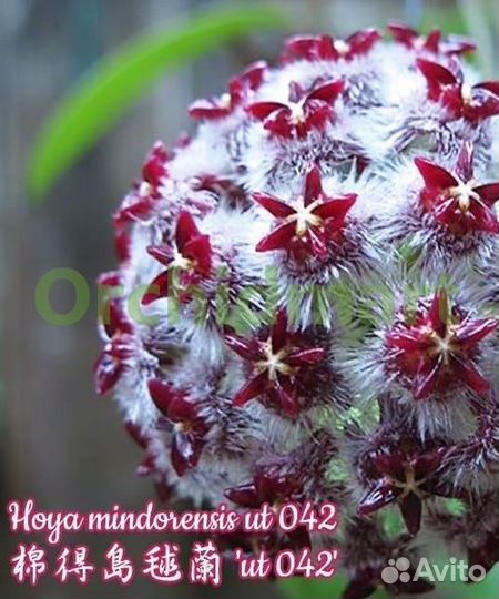 Сортовые хойи mindorensis 'ut 042' и dennisii