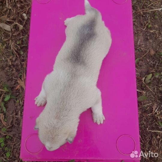 Щенок хаски