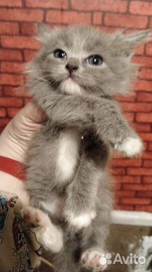 Кошки в добрые руки бесплатно