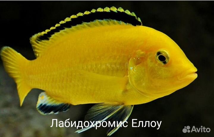 Аквариумные рыбки