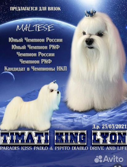 Мальтезе вязка
