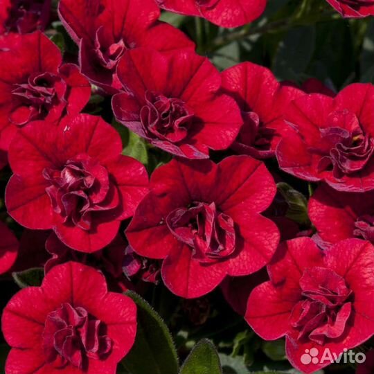 Черенки калибрахоа