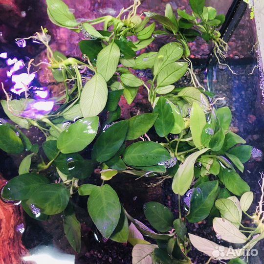 Аквариумные растения, поставка от 28.09.23