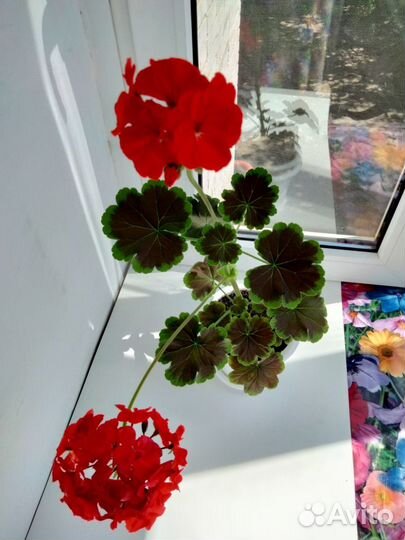 Герань махровая отростки