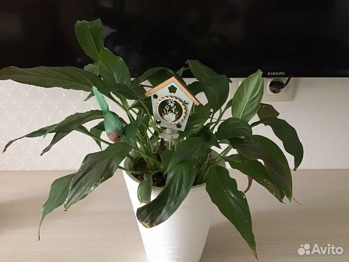 Комнатные растения