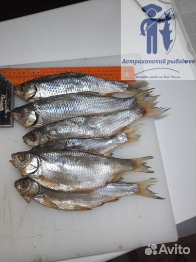 Вяленая астраханская вобла/Отправляем посылку