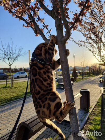 Бенгальский кот на вязку