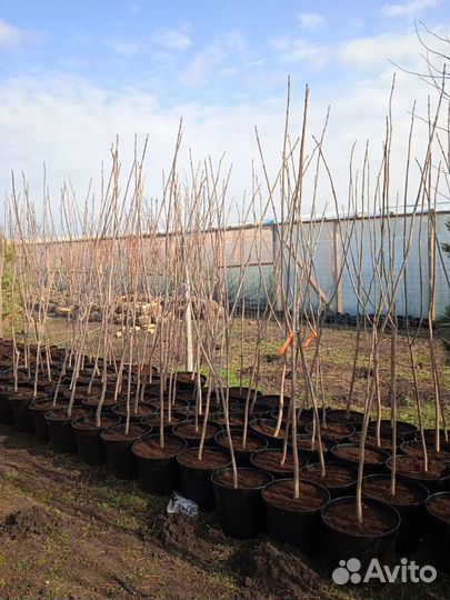 Растения Церсис канадский