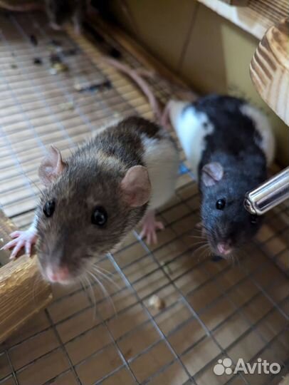 Крыса декоративная