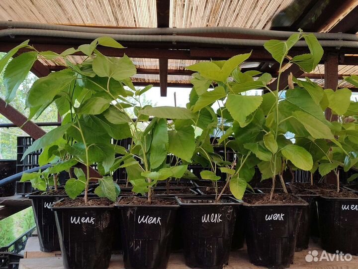 Саженцы шелковицы в горшках