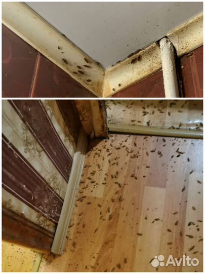 Уничтожить клещей, ос, кротов, клопов, борщевик